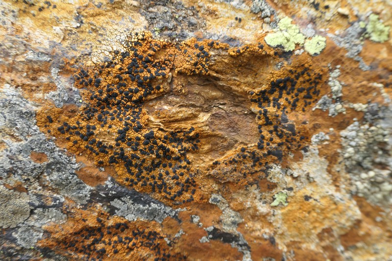 Lecidea Lichen photo 8