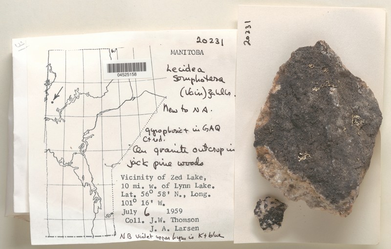 Lecidea Lichen