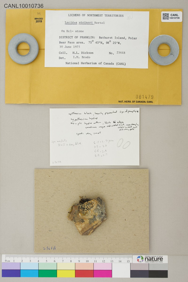 Steiner's Lecidea Lichen