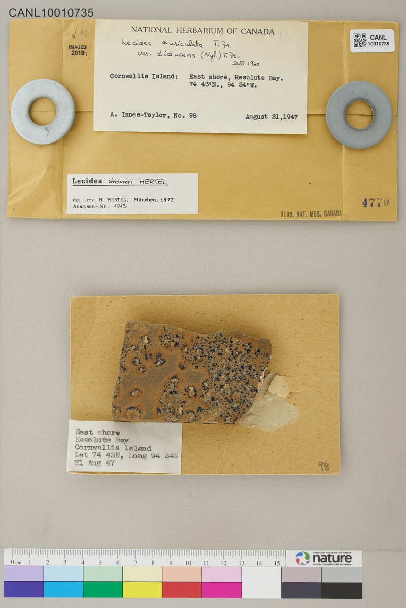 Steiner's Lecidea Lichen photo 2