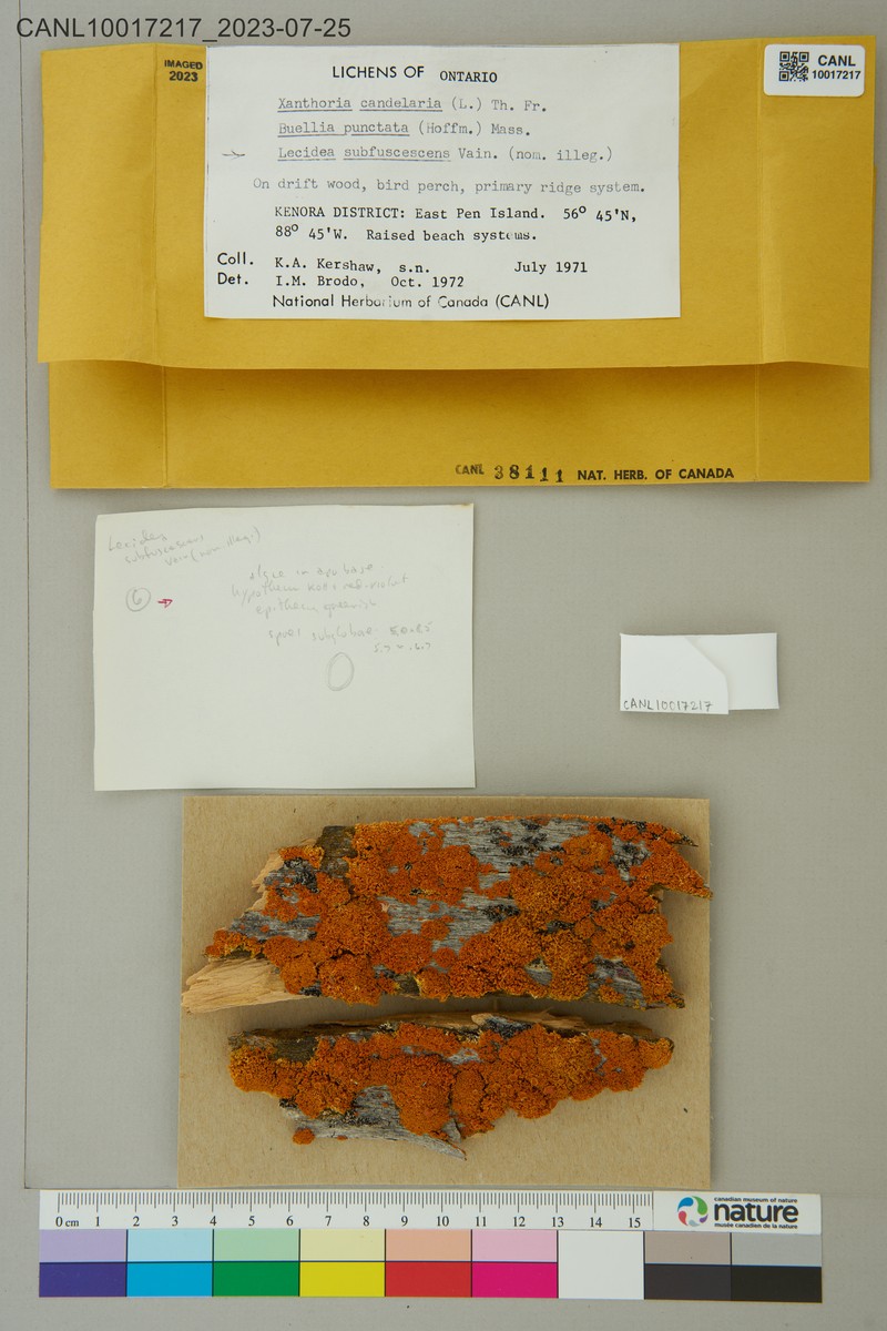 Lecidea Lichen