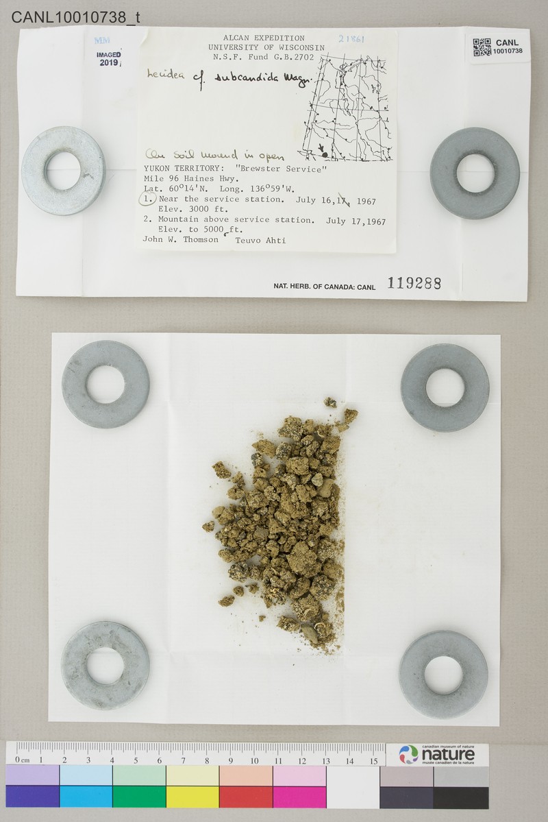 Lecidea Lichen photo 2