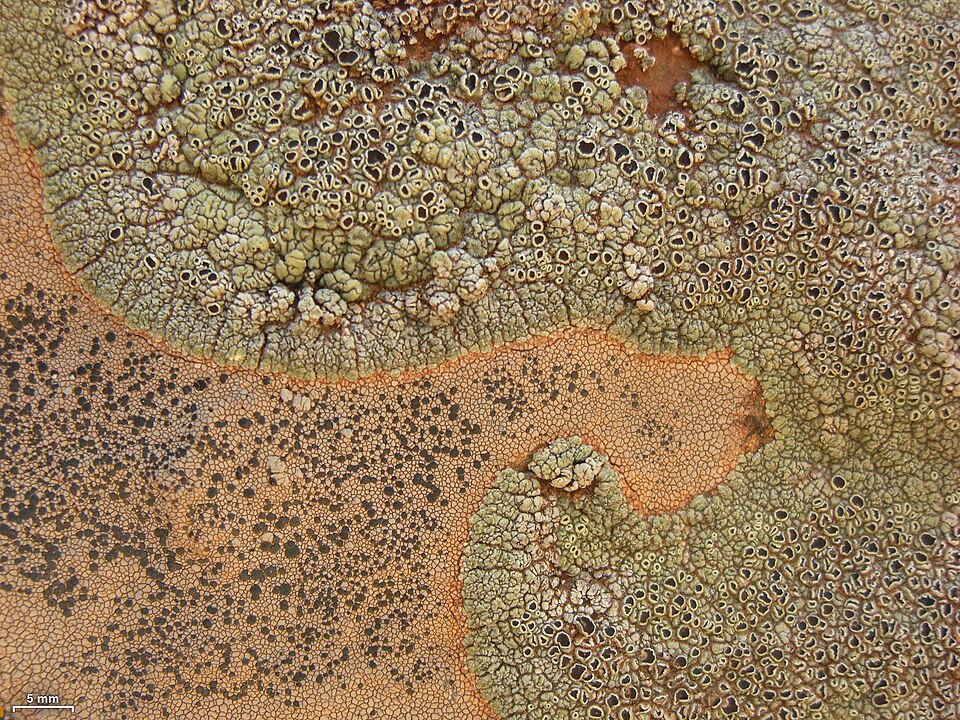 Lecidea Lichen photo 2