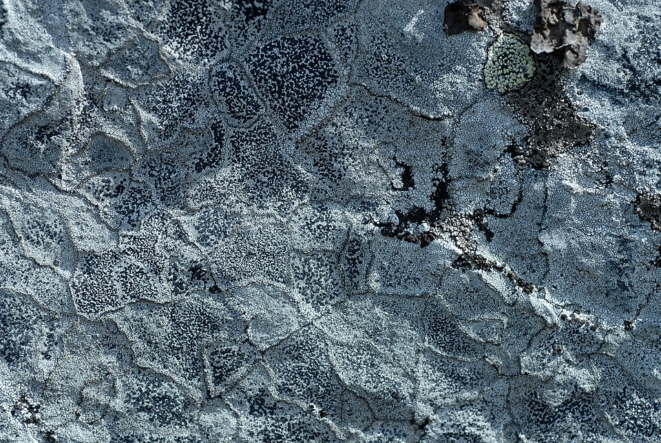 Lecidea Lichen photo 3