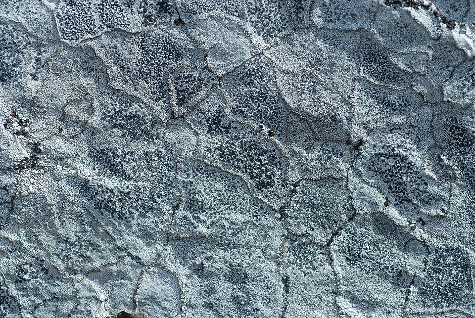 Lecidea Lichen photo 4