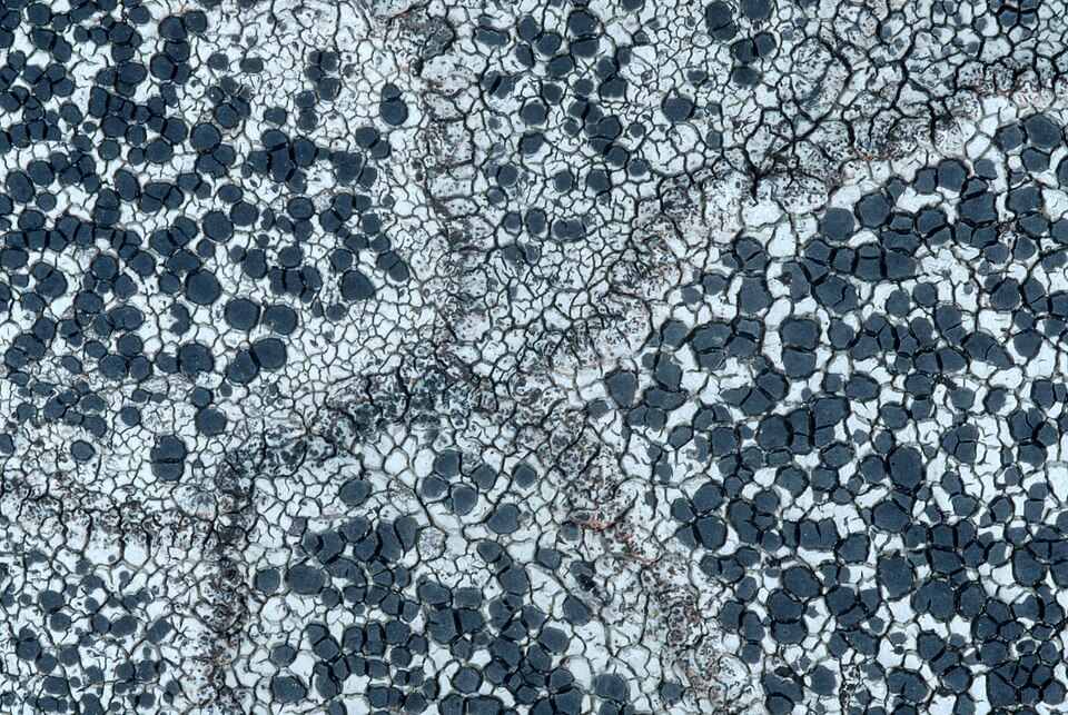 Lecidea Lichen photo 5