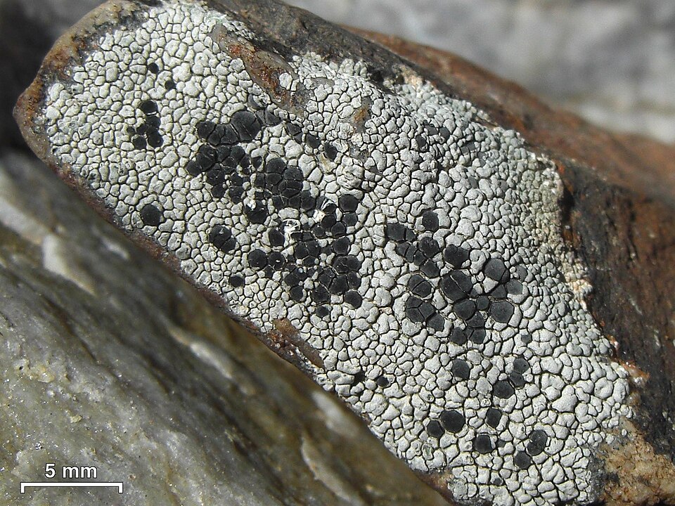 Lecidea Lichen