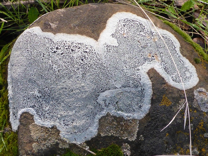 Lecidea Lichen