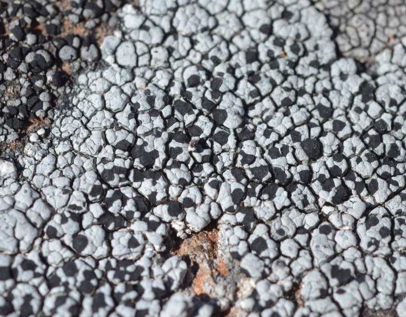 Lecidea Lichen photo 2