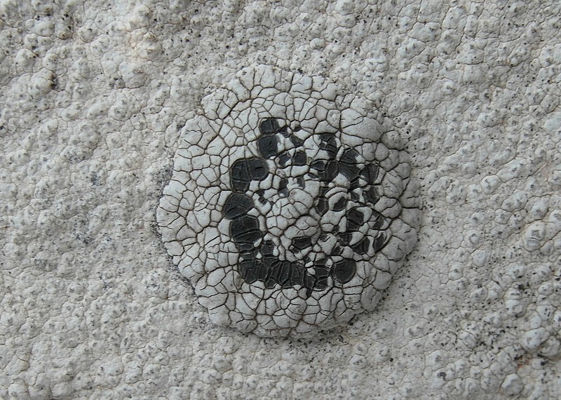 Lecidea Lichen photo 3
