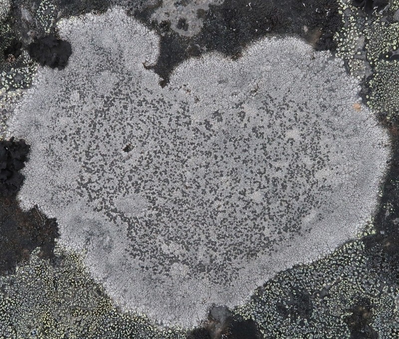 Lecidea Lichen photo 4