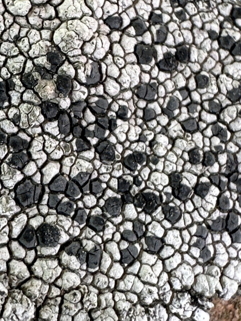 Lecidea Lichen photo 5