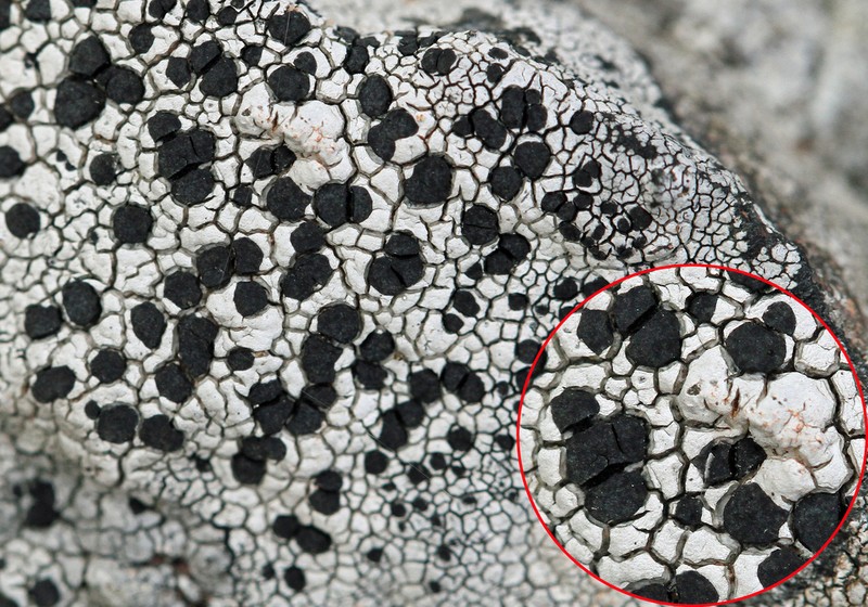 Lecidea Lichen photo 6