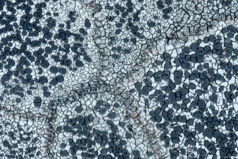 Lecidea Lichen photo 7