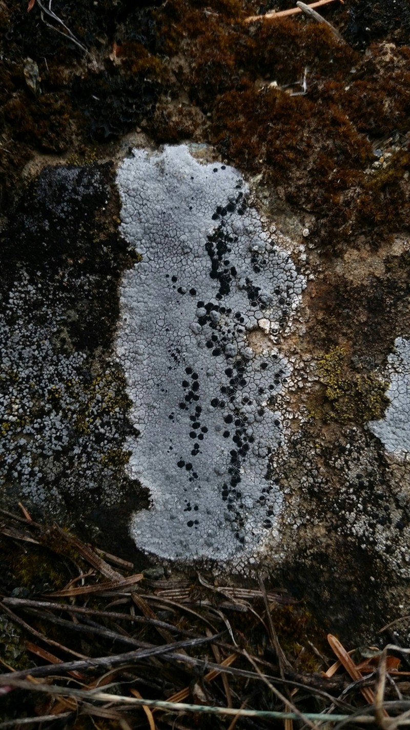 Lecidea Lichen photo 8