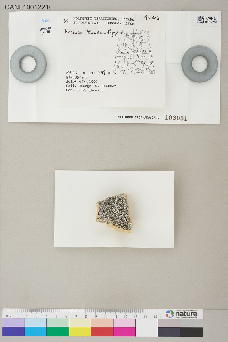 Ted's Lecidea Lichen