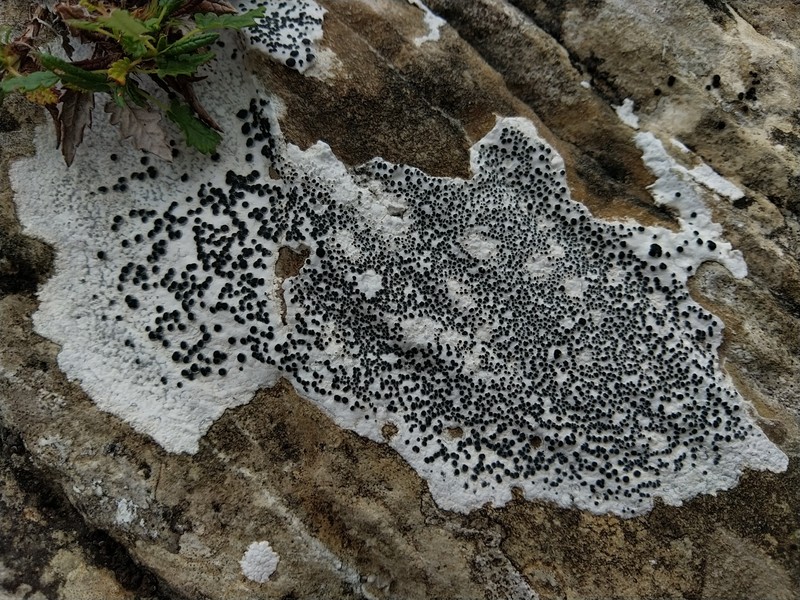 Lecidea Lichen photo 2