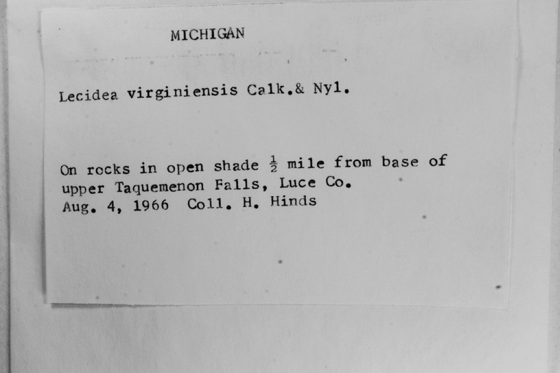 Virginia Lecidea Lichen photo 4