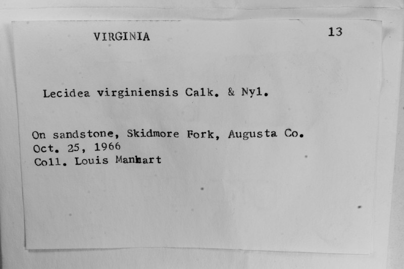 Virginia Lecidea Lichen photo 5