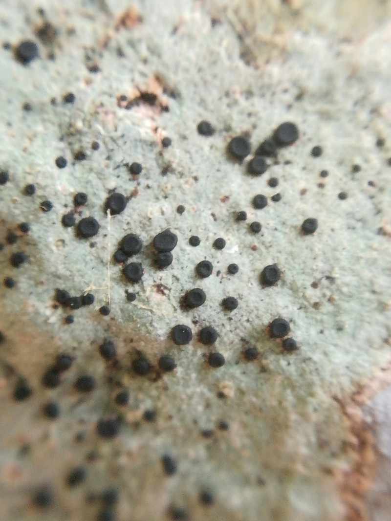 Lecidella Lichen