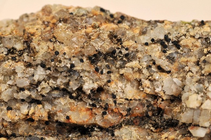 Lecidella Lichen photo 3