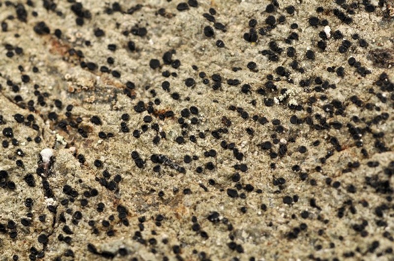 Lecidella Lichen photo 4