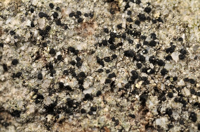 Lecidella Lichen photo 5