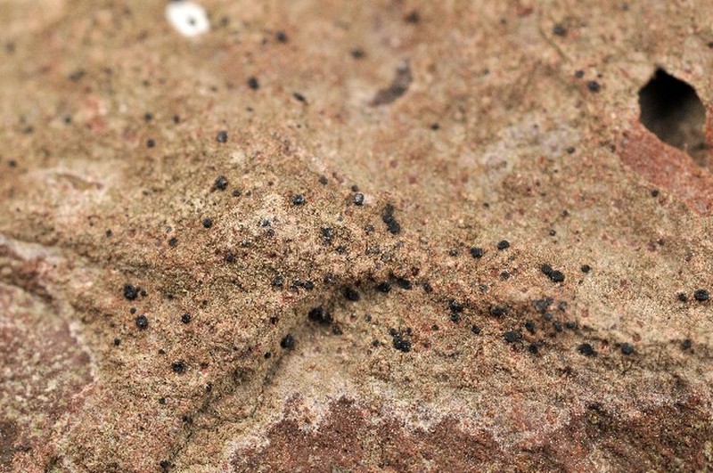 Lecidella Lichen photo 6