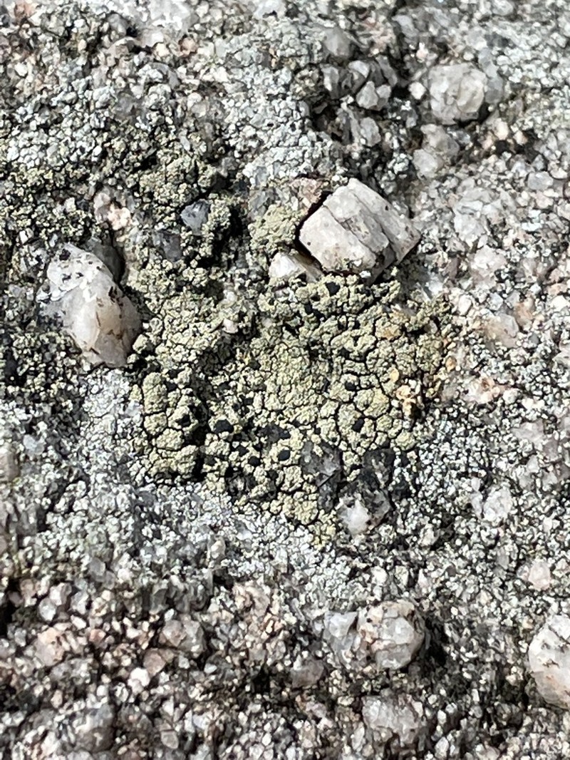 Lecidella asema