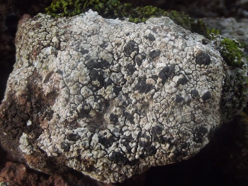 Lecidella asema photo 2