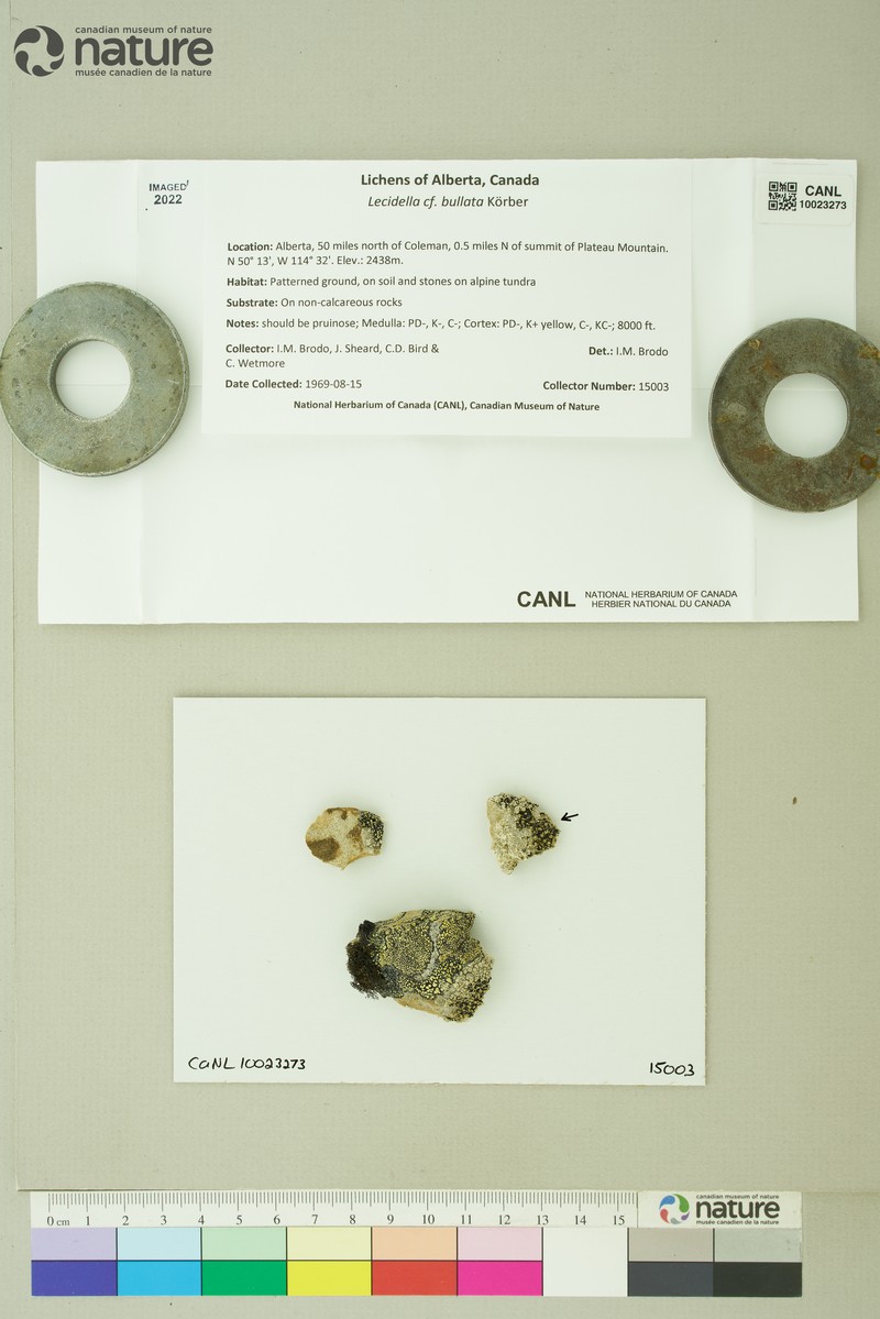Lecidella Lichen photo 2