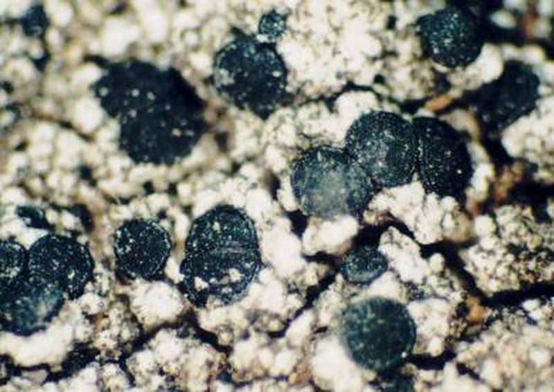 Lecidella Lichen