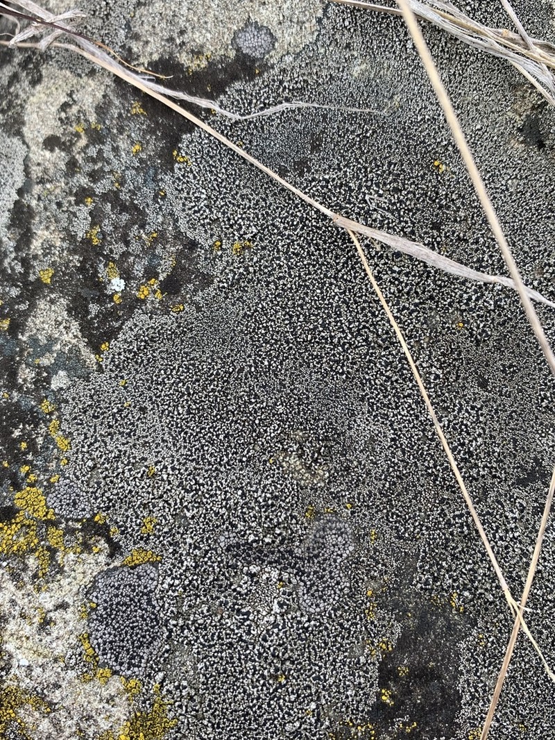 Lecidella Lichen