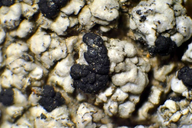 Lecidella Lichen photo 2