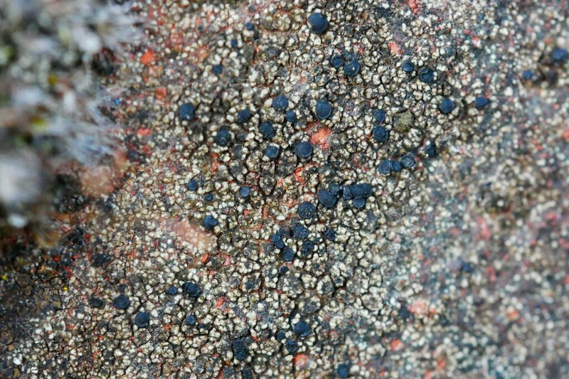 Lecidella Lichen photo 3