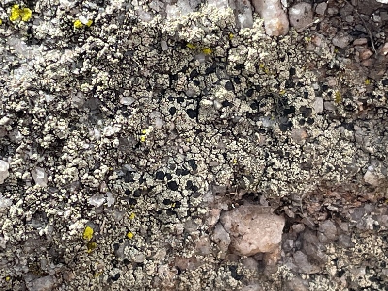 Lecidella Lichen photo 4