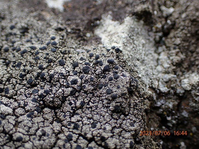 Lecidella Lichen photo 5