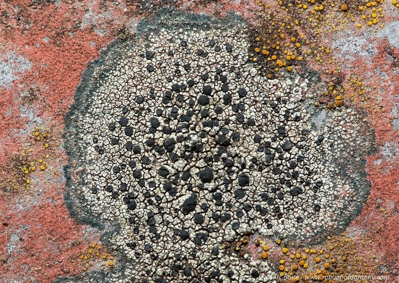 Lecidella Lichen photo 6