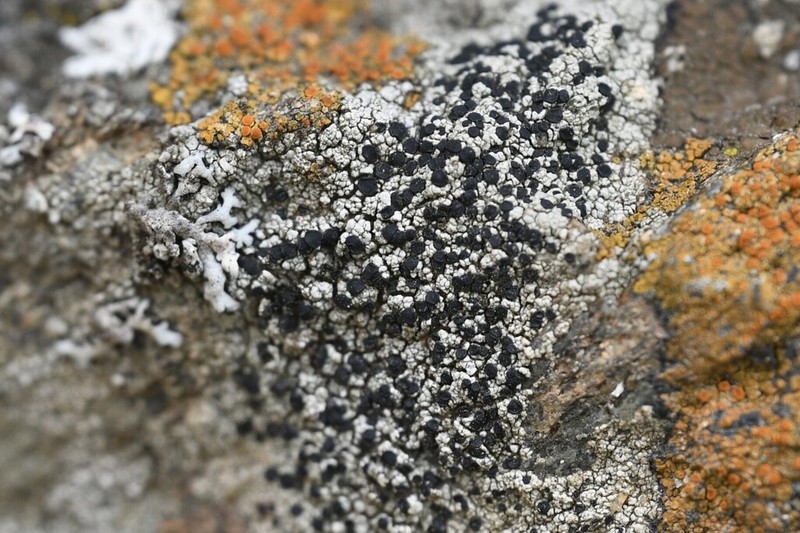 Lecidella Lichen photo 7