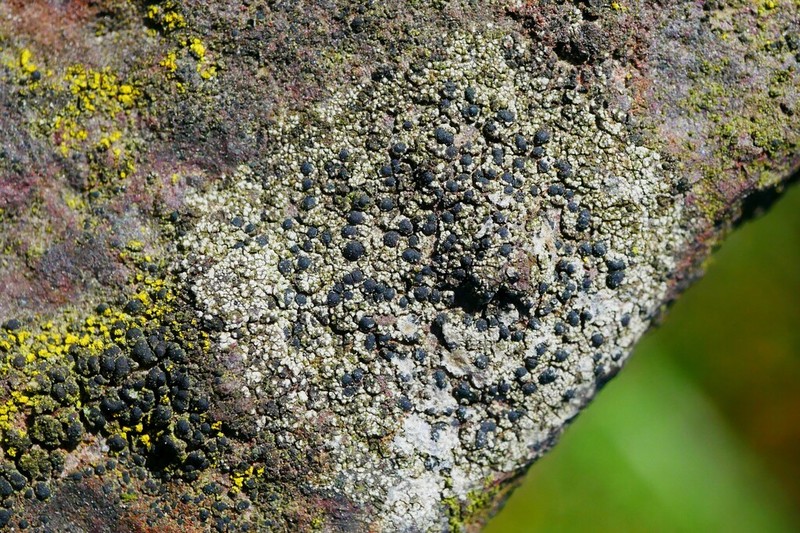 Lecidella Lichen photo 8