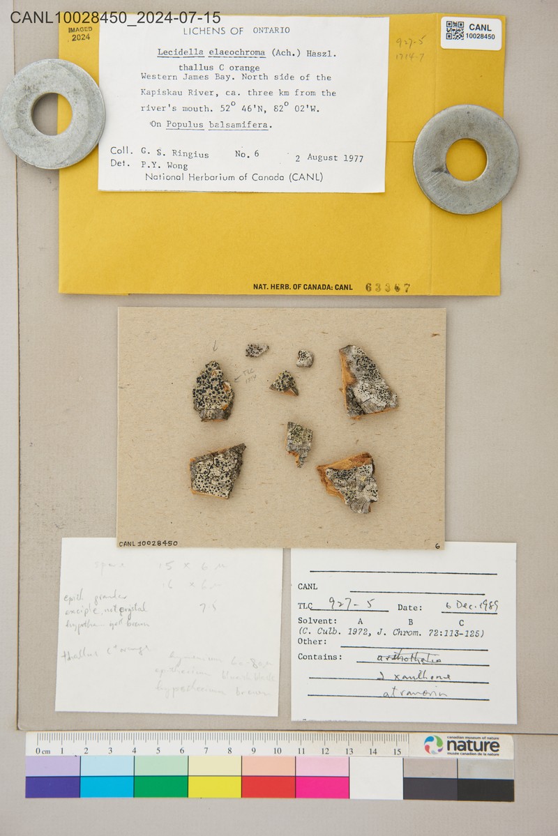 Lecidella Lichen