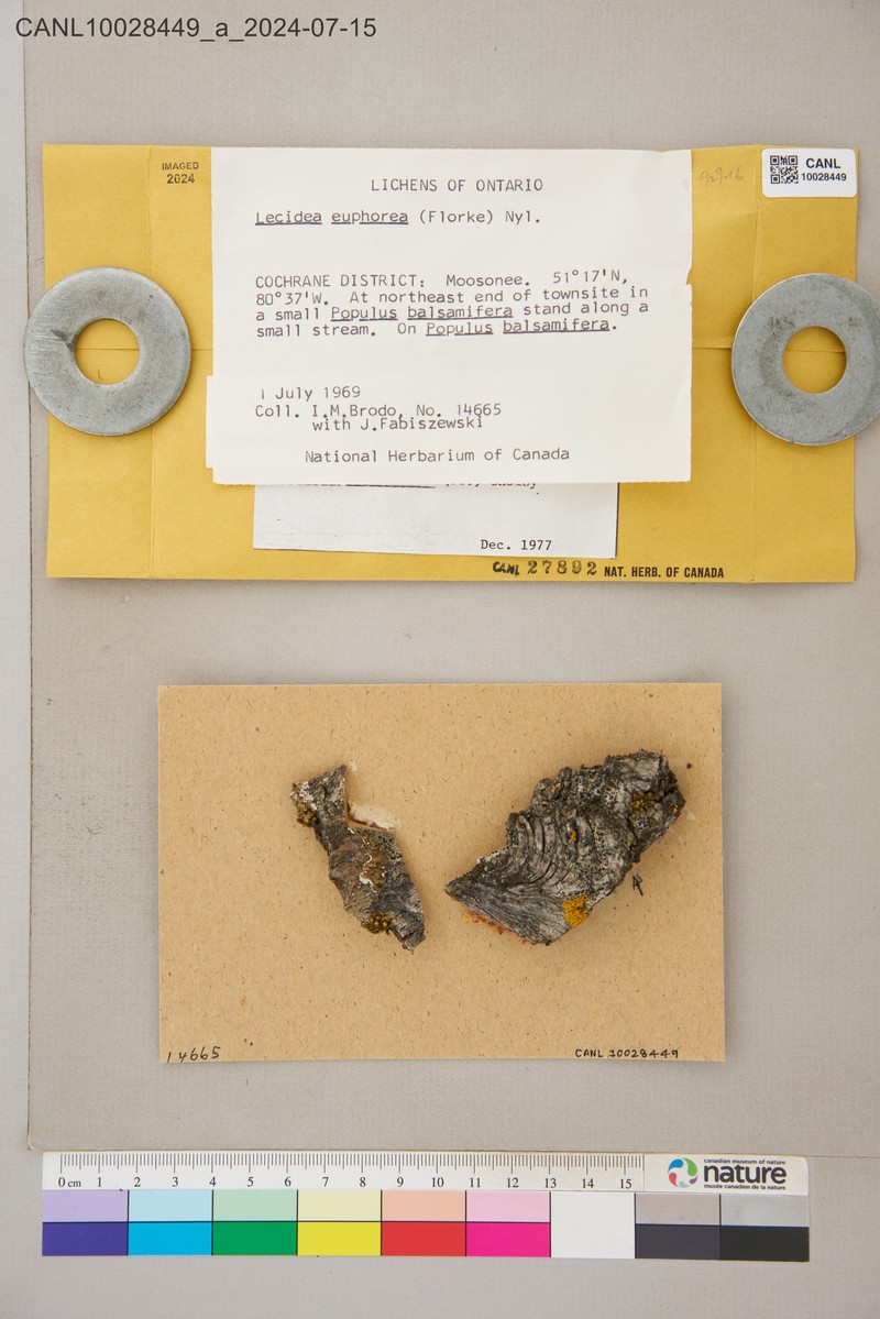 Lecidella Lichen photo 2