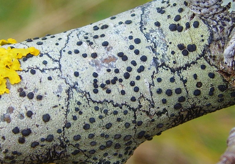 Lecidella Lichen