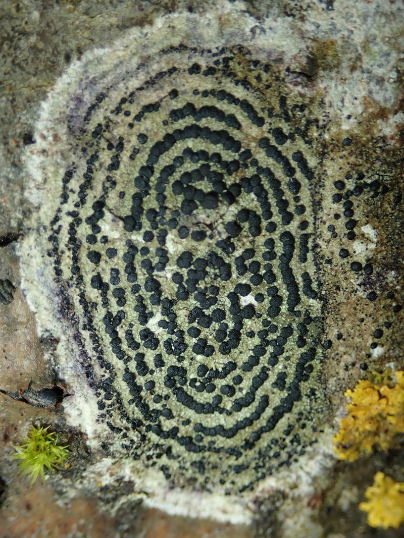Lecidella Lichen