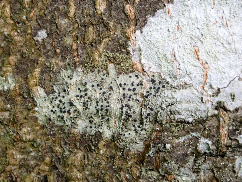 Lecidella Lichen photo 2