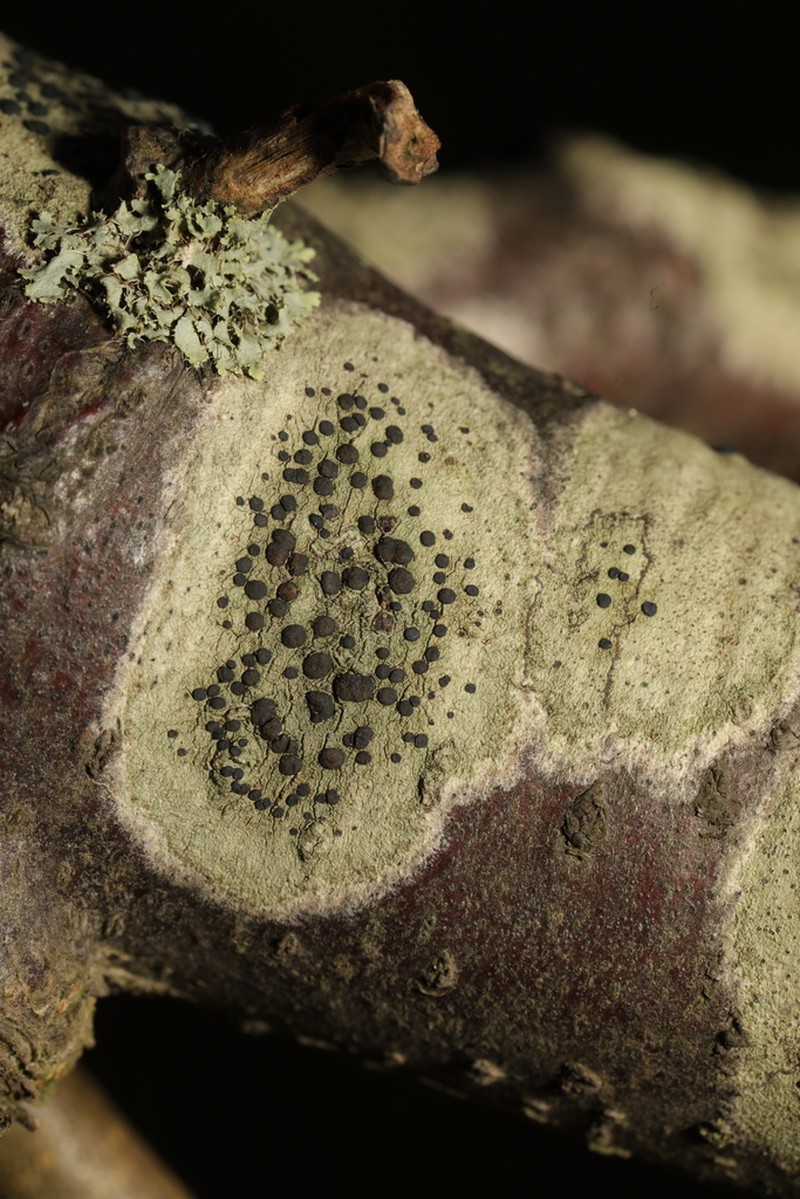Lecidella Lichen photo 3