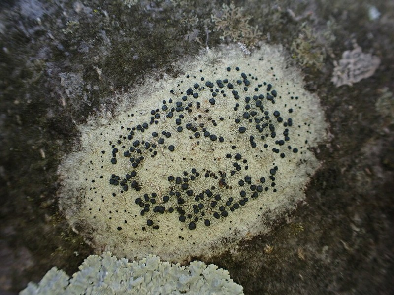Lecidella Lichen photo 4