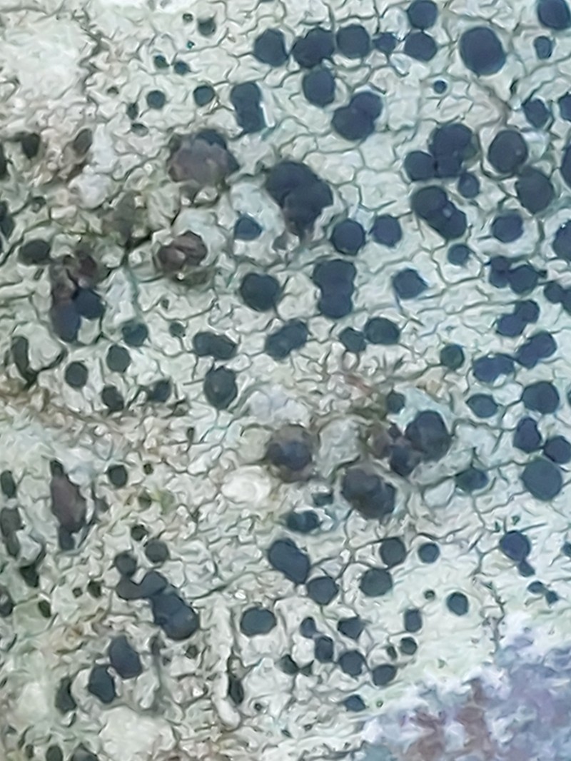Lecidella Lichen photo 5