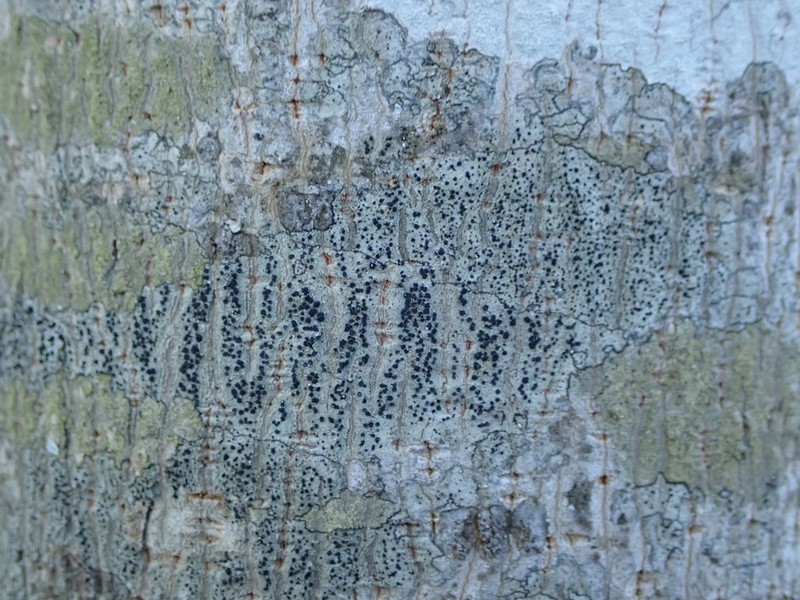 Lecidella Lichen photo 6