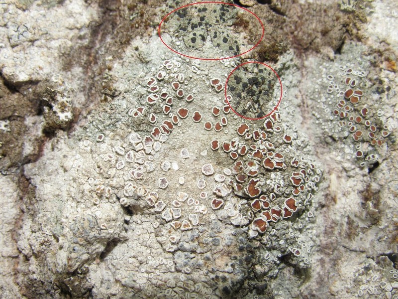 Lecidella Lichen photo 7